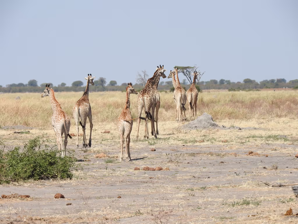 Ngamiland Private Tour - A journey of Giraffes -moremi game reserve