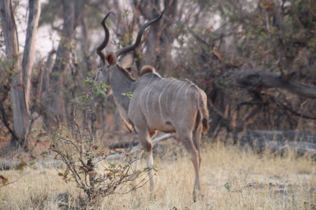Ngamiland Private Tour - male kudu