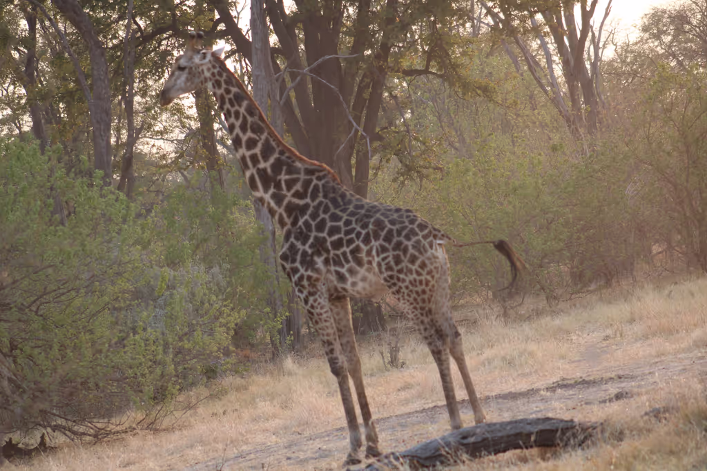 Ngamiland Private Tour - male giraffe