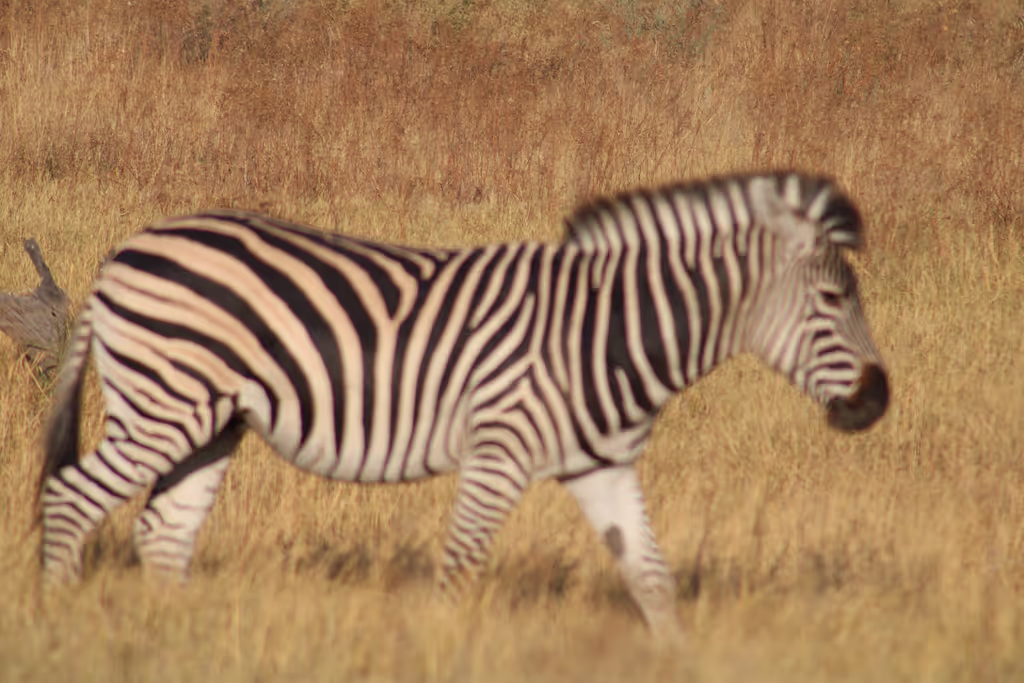 Ngamiland Private Tour - Zebra - Botswana's national animal