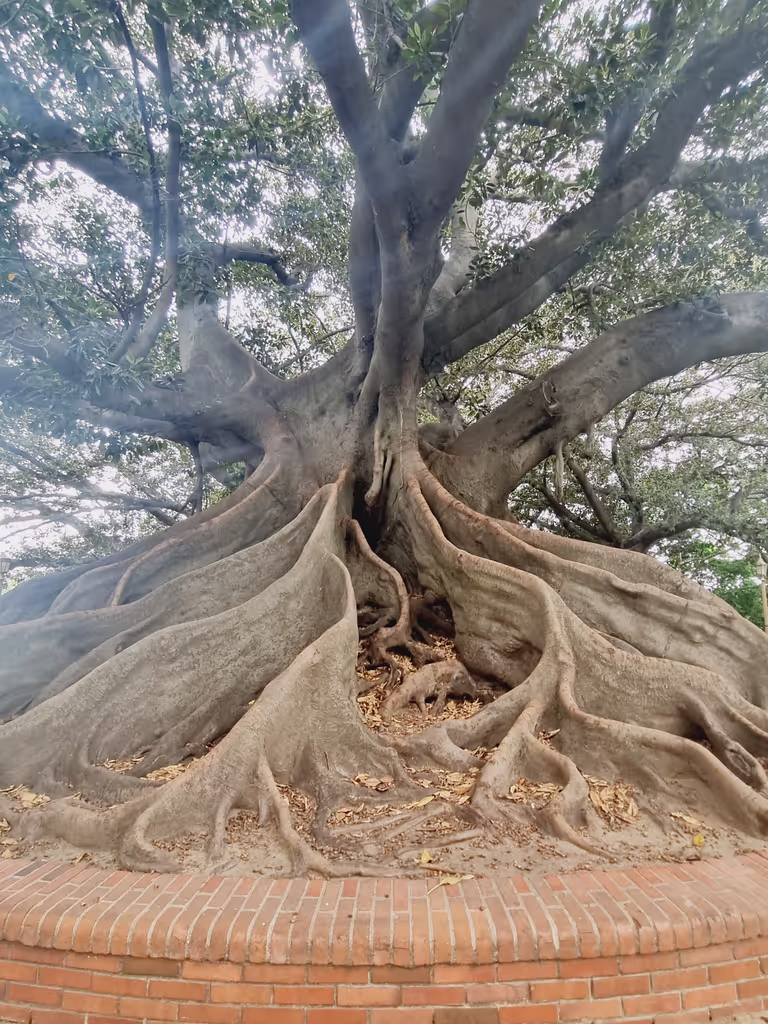 Buenos Aires Private Tour - Gomero Tree