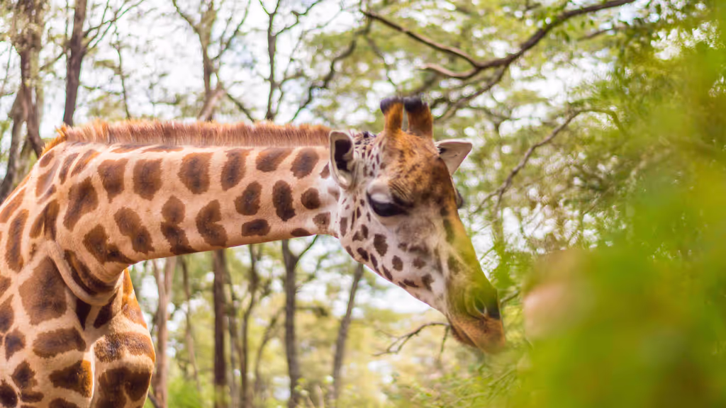 Nairobi Private Tour - Giraffe at the Giraffe Centre Nairobi