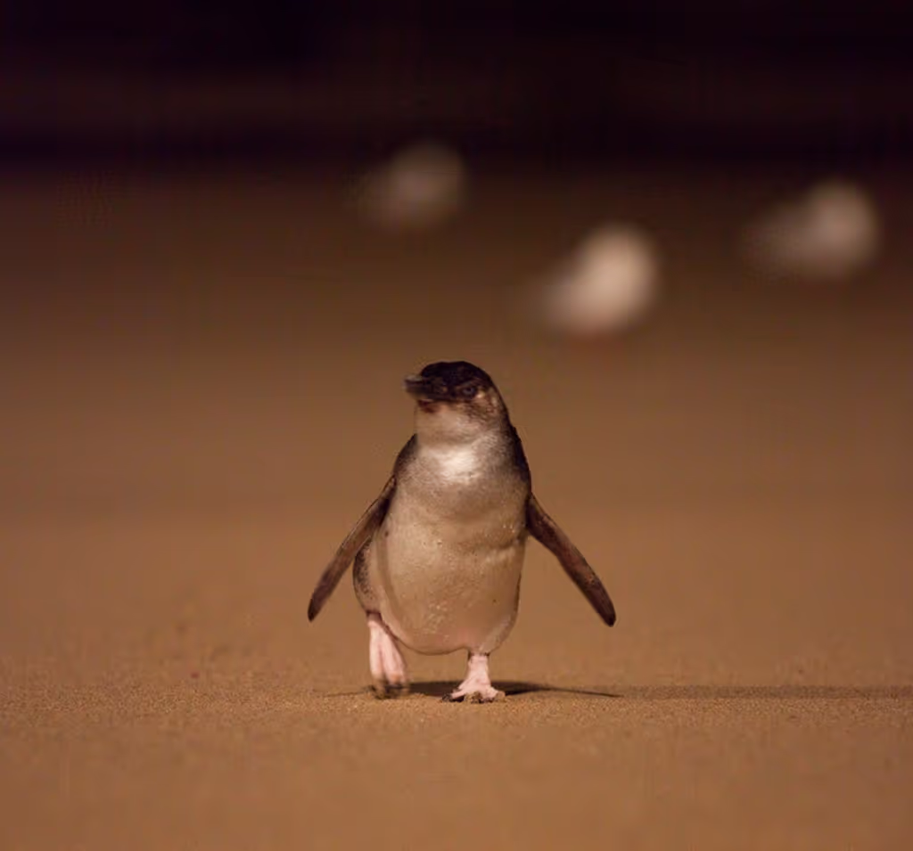 Victoria Private Tour - Penguin Prade
