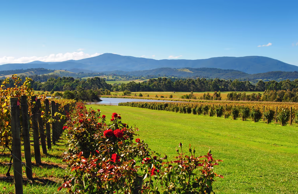 Victoria Private Tour - Chandon Winery