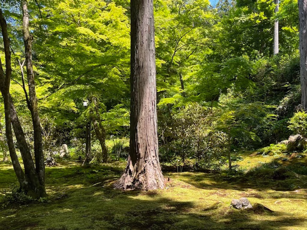 Kyoto Private Tour - The moss garden of Sanze-in Temple
