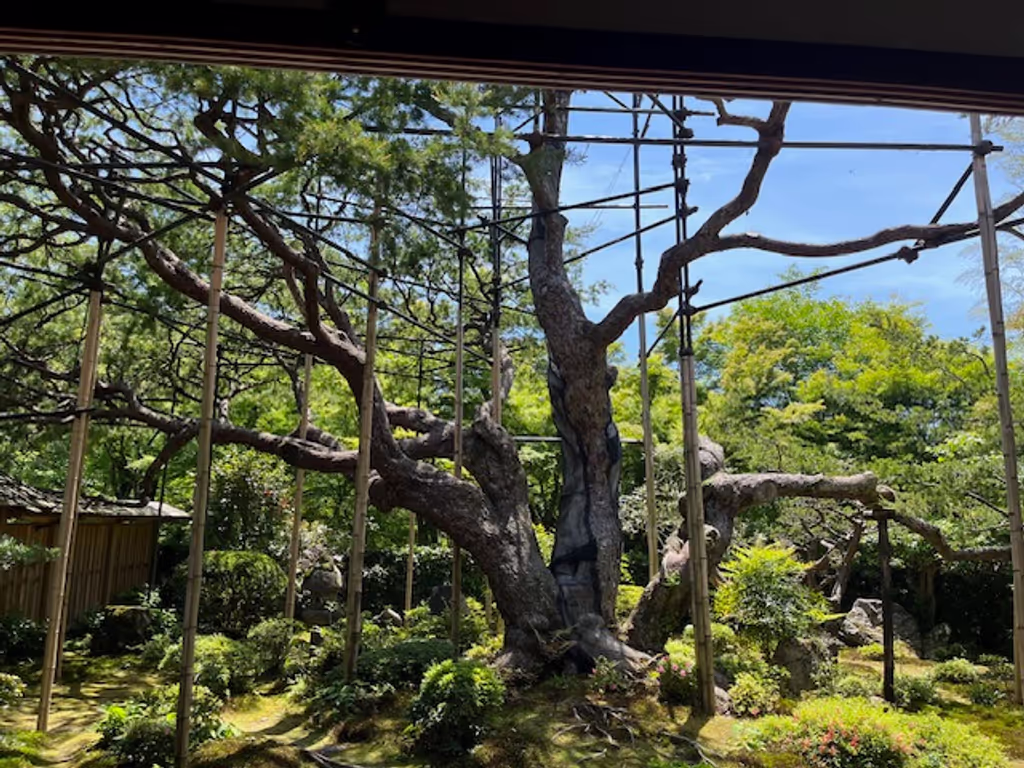 Kyoto Private Tour - The 700 years old pine tree in Hosen-in Temple
