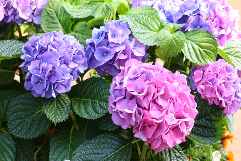 Tokyo Private Tour - hydrangea