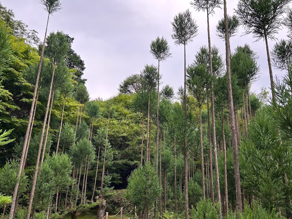 Kyoto Private Tour - 