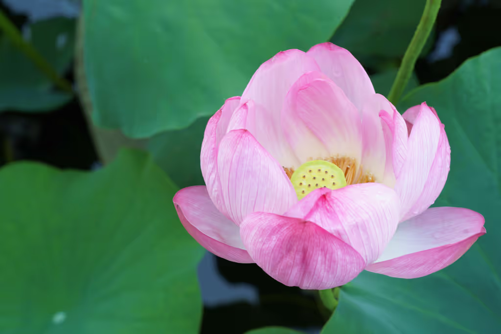 Tokyo Private Tour - lotus