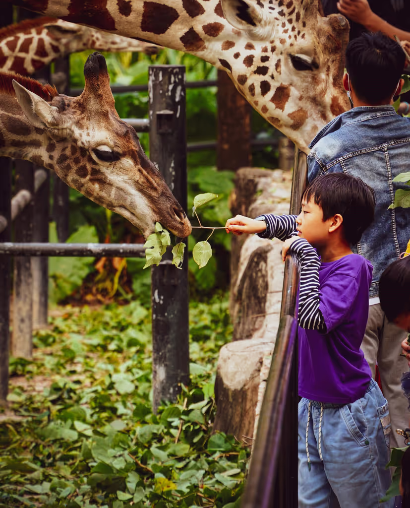 Nairobi Private Tour - giraffe manor