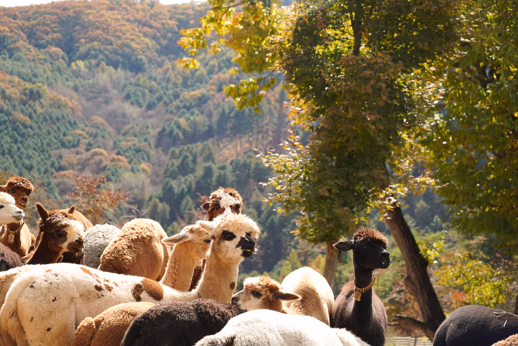 Seoul Private Tour - 