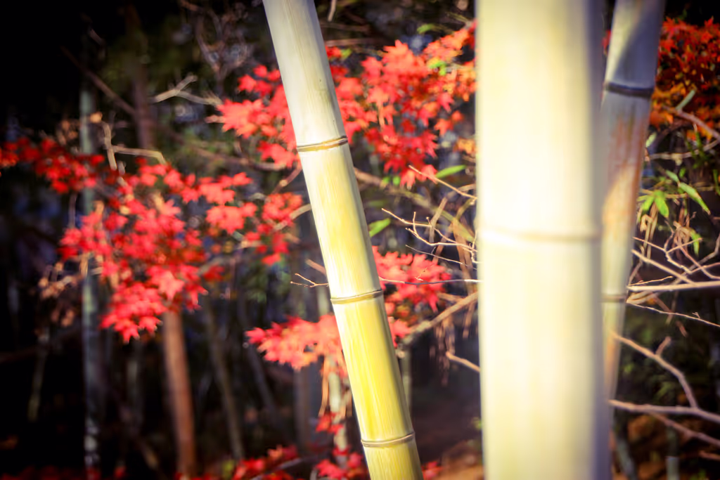 Nagoya Private Tour - autumn leaves and bamboo