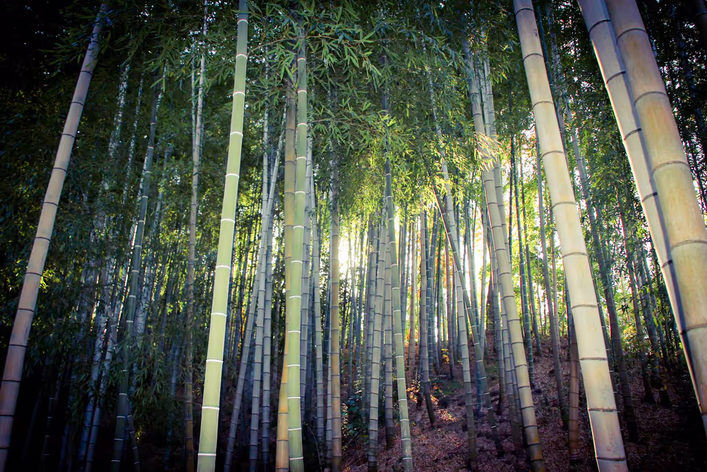Nagoya Private Tour - bamboo forest