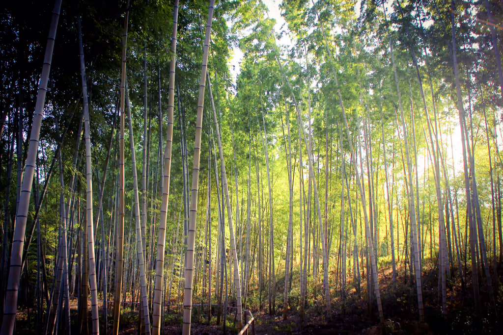 Nagoya Private Tour - 