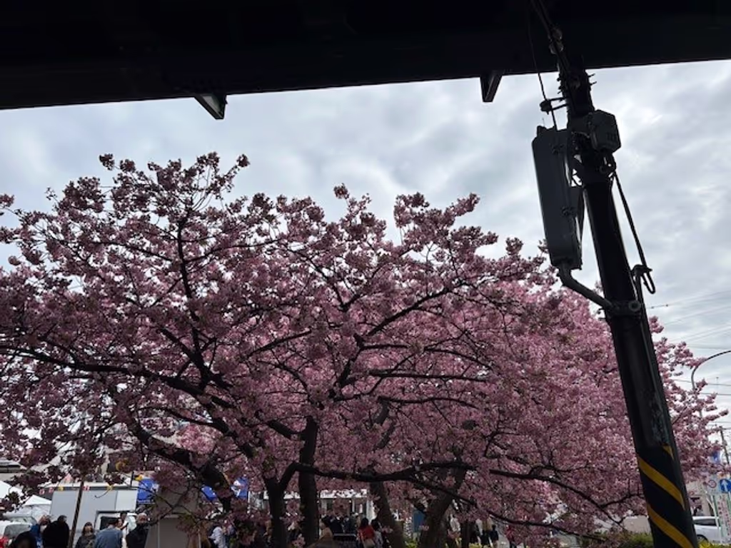 Tokyo Private Tour - Kawazu Zakura and rape