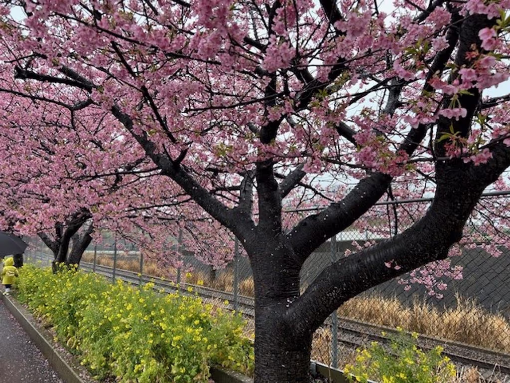 Tokyo Private Tour - Kawazu Zakura and rape
