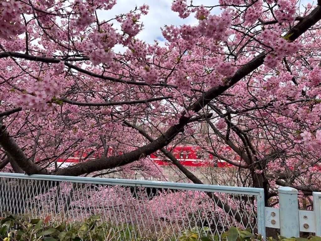 Tokyo Private Tour - Kawazu Zakura and rape
