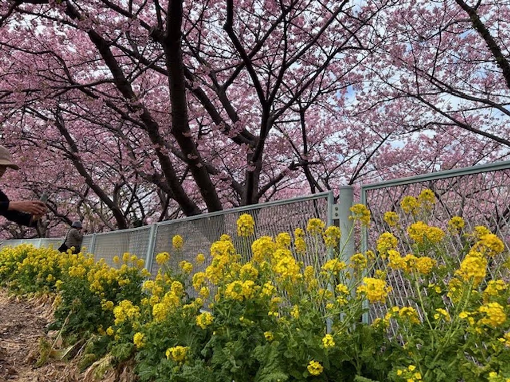 Tokyo Private Tour - Kawazu Zakura and rape