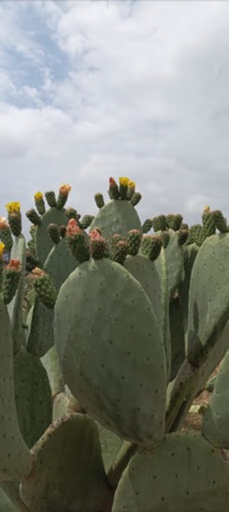 Lisbon Private Tour - Prickly pears orchard