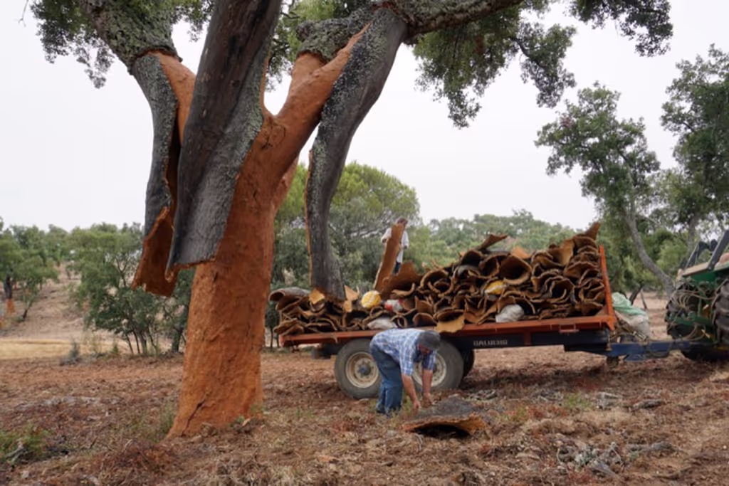 Lisbon Private Tour - Cork trees harvest