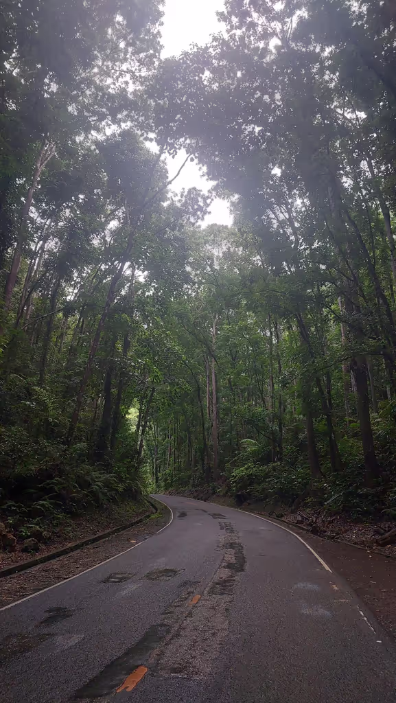 Bohol Private Tour - Mahogany Forest