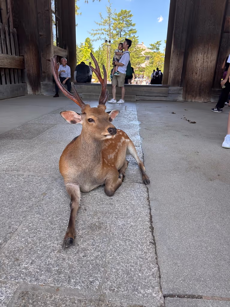 Nara Private Tour - NARA Park