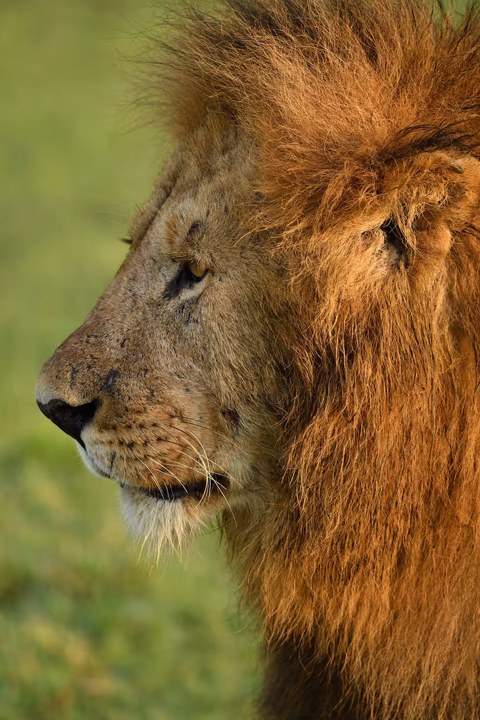 Nairobi Private Tour - 