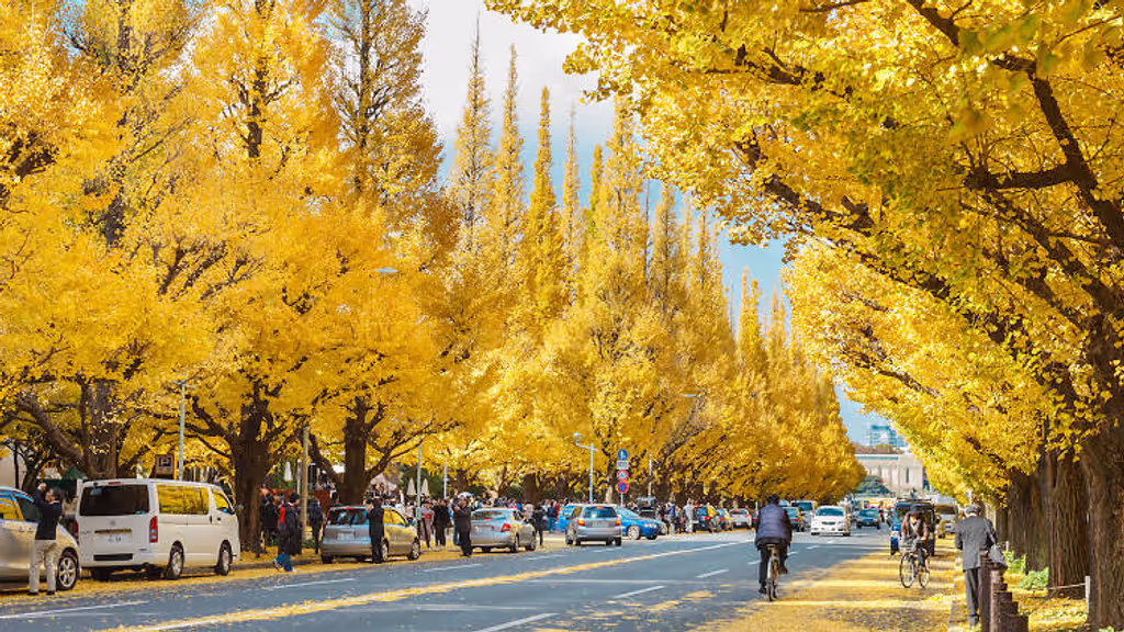 Tokyo Private Tour - Gingko Avenue Meiji Jingu Gaien