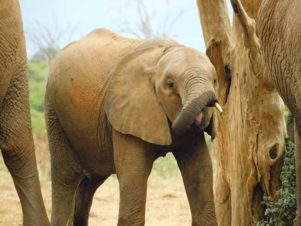 Nairobi Private Tour - 