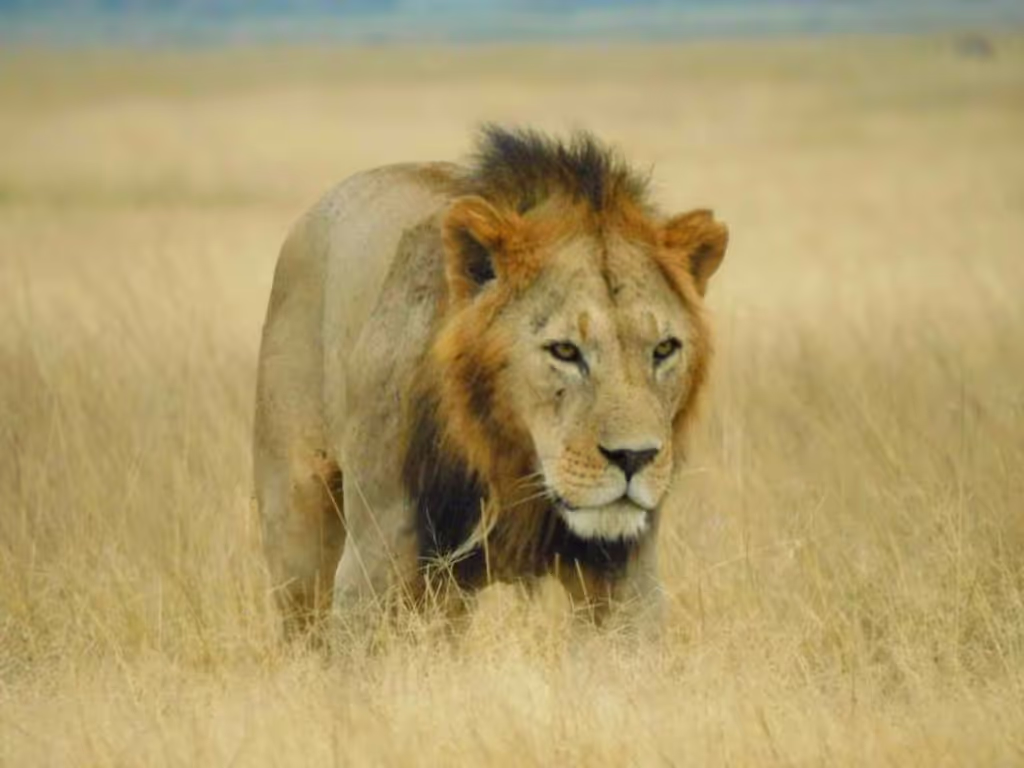 Nairobi Private Tour - 