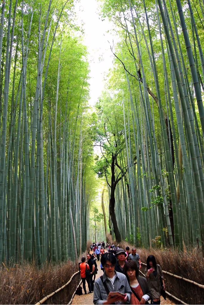 Kyoto Private Tour - "The Arashiyama Bamboo Forest" (Path of Bamboo)
