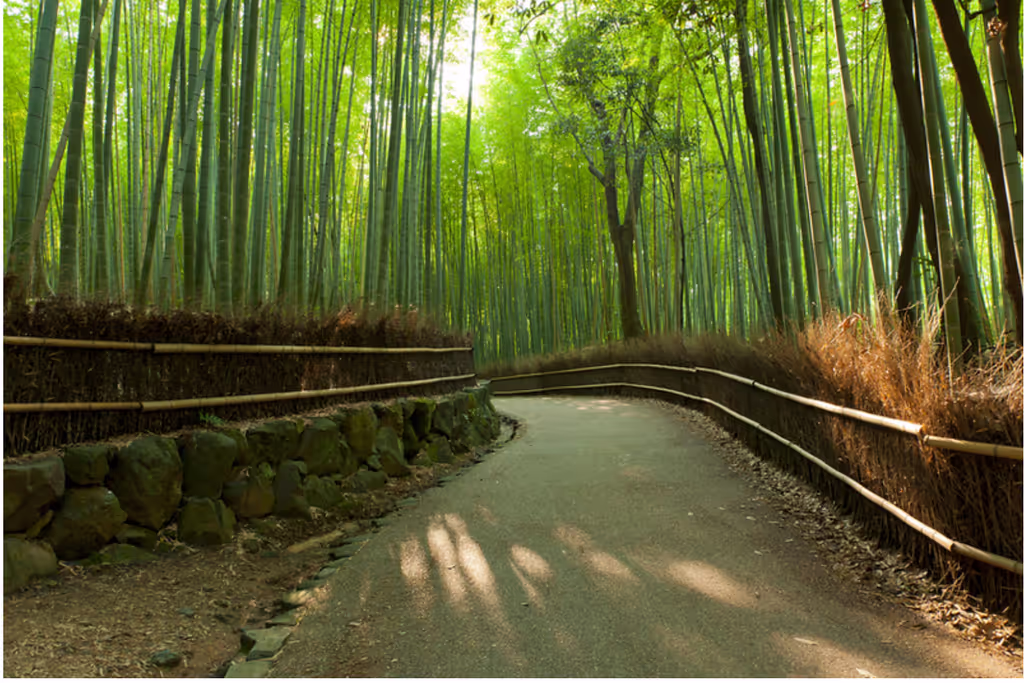 Kyoto Private Tour - "Arashiyama Bamboo Forest" (Bamboo Forest Trail)