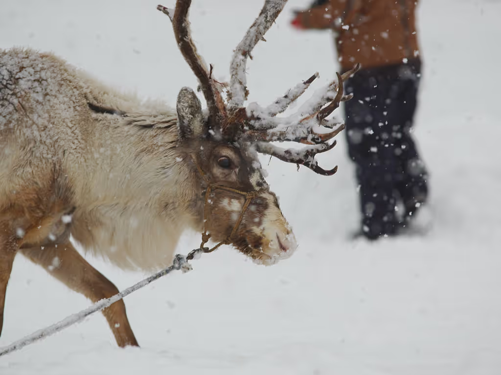 Hokkaido Private Tour - By customizing