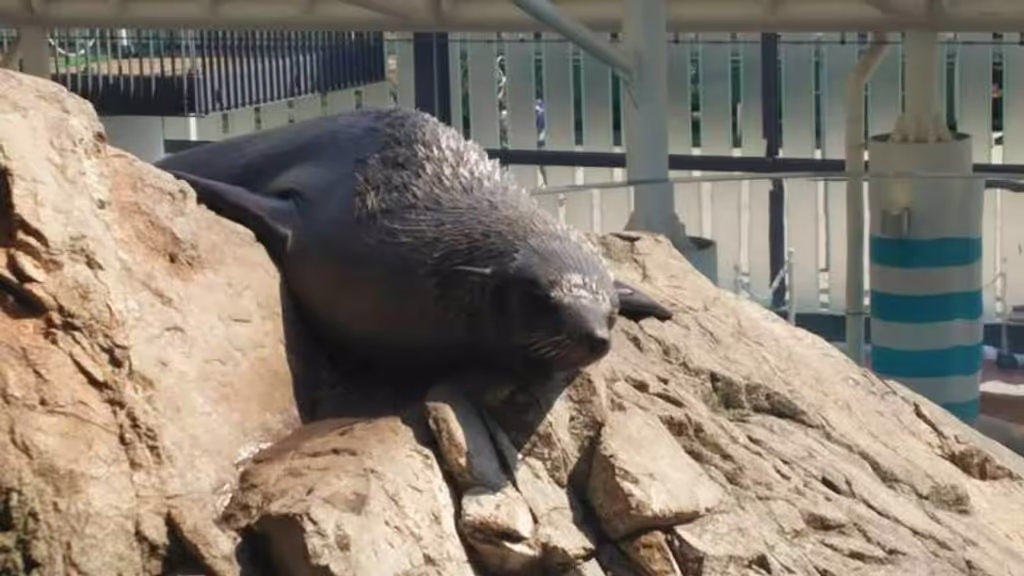 Nara Private Tour - Sea lion@Kyoto Aquarium