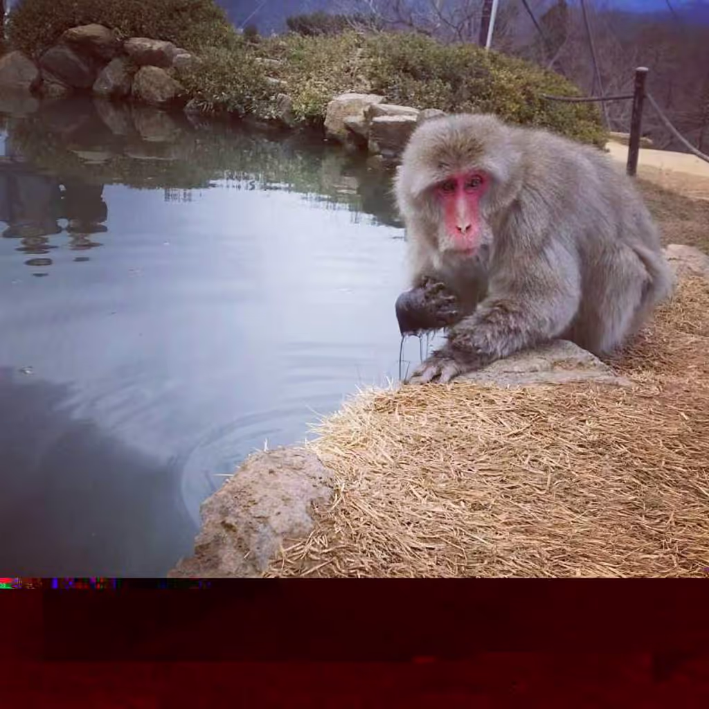 Nara Private Tour - ARASHIYAMA Monkey Park