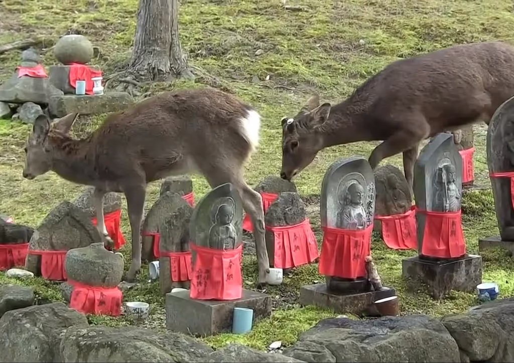 Nara Private Tour - Nara deer wandering around Jizo Bodhisattva, Nara
