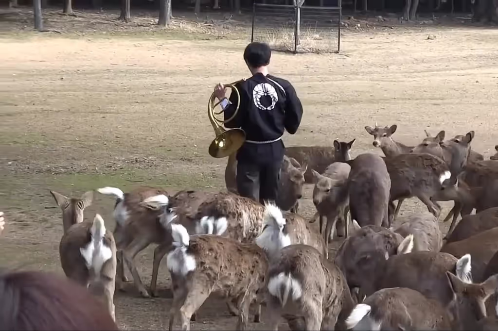 Nara Private Tour - Deer Calling Event in Nara Park