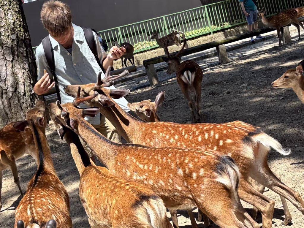 Nara Private Tour - Nara Park, Nara city, Nara
