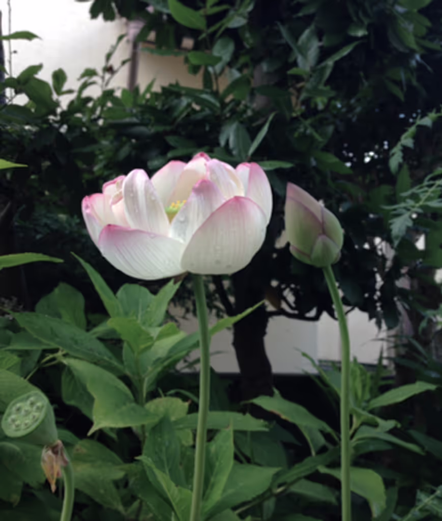 Osaka Private Tour - Lotus flower and bud
