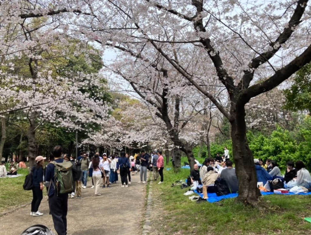 Osaka Private Tour - Cherry blossoms in Osaka Castle Park