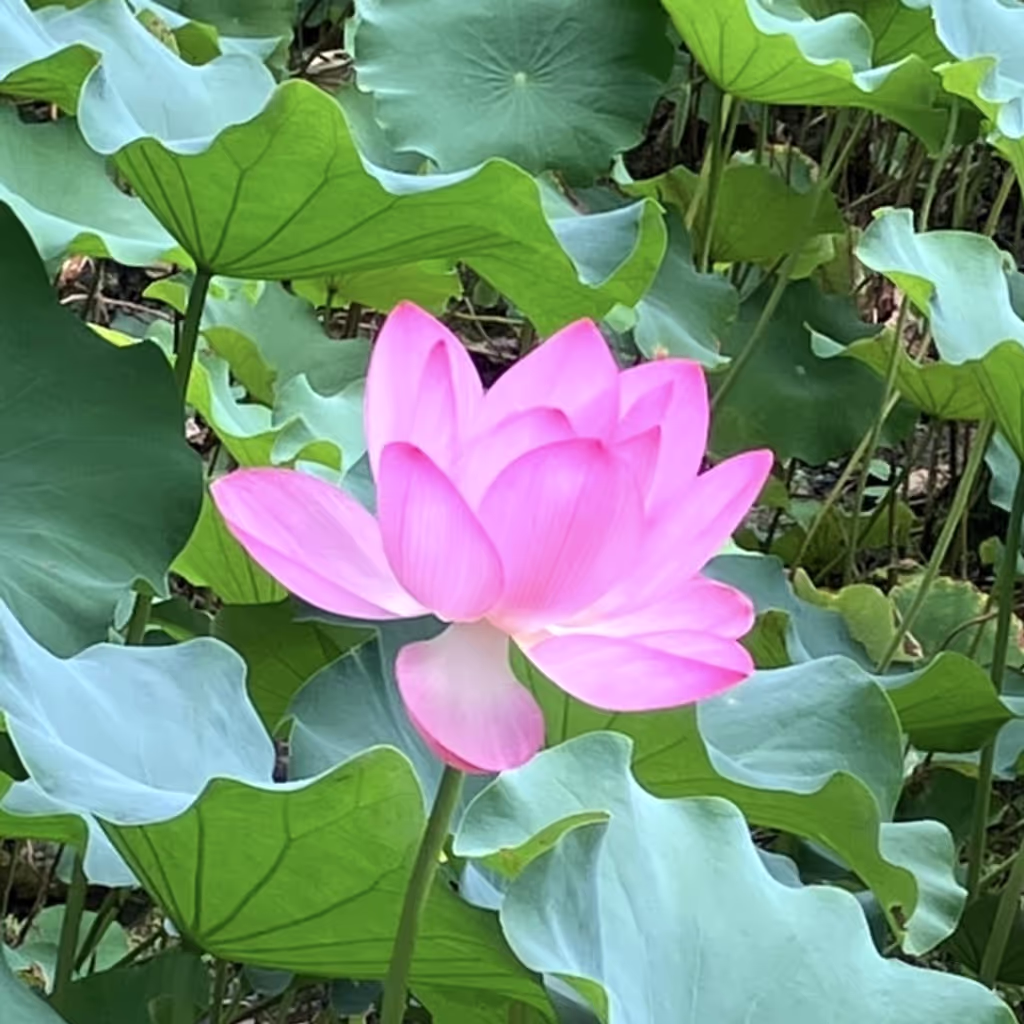 Osaka Private Tour - Lotus flower at Jodo Pond