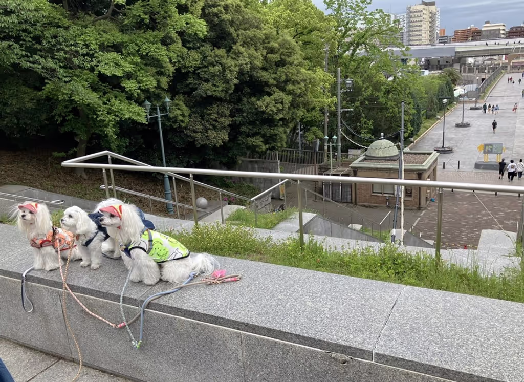 Osaka Private Tour - Tennoji Park