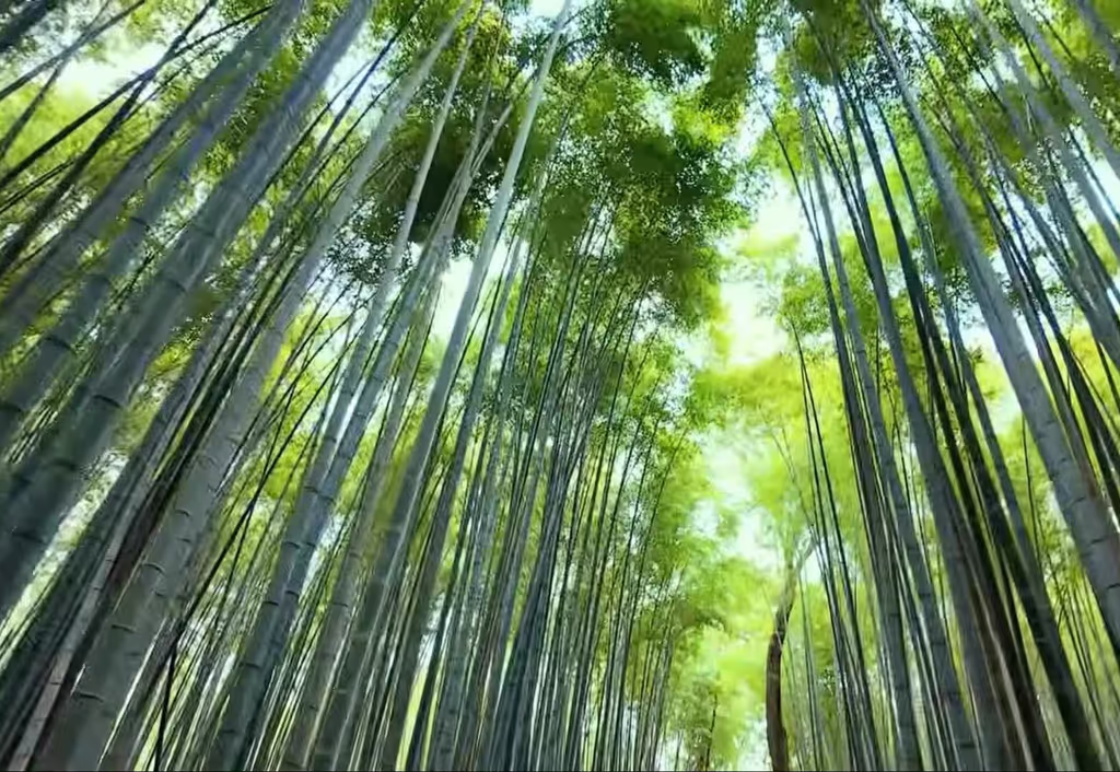 Kyoto Private Tour - Bamboo grove, Saga, Kyoto