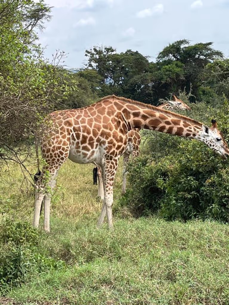 Nairobi Private Tour - 