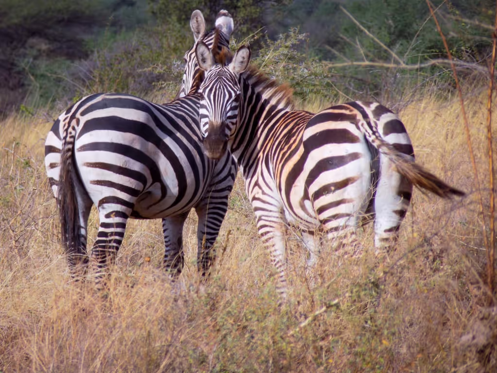Nairobi Private Tour - Stripes in harmony: Two zebras grazing side by sid