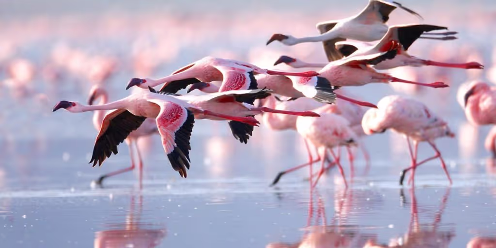 Nairobi Private Tour - Grace in pink: Flamingos wading in the serene wate