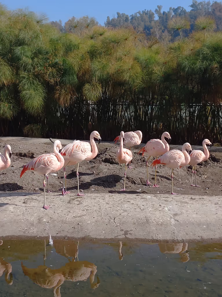 Santiago Private Tour - Flamingos in the Park.