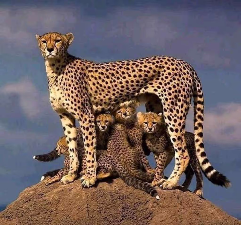 Nairobi Private Tour - 