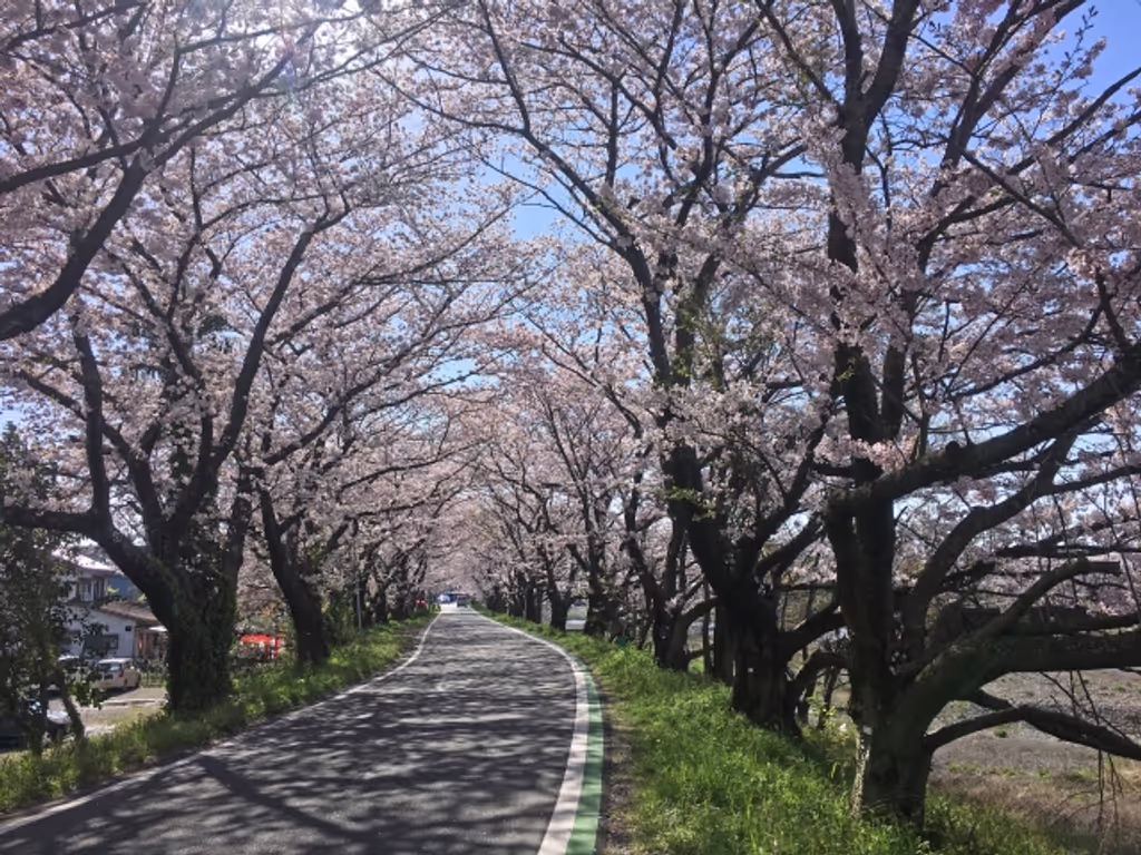 Shizuoka Private Tour - Seto River cheer blossoms tunnel in April