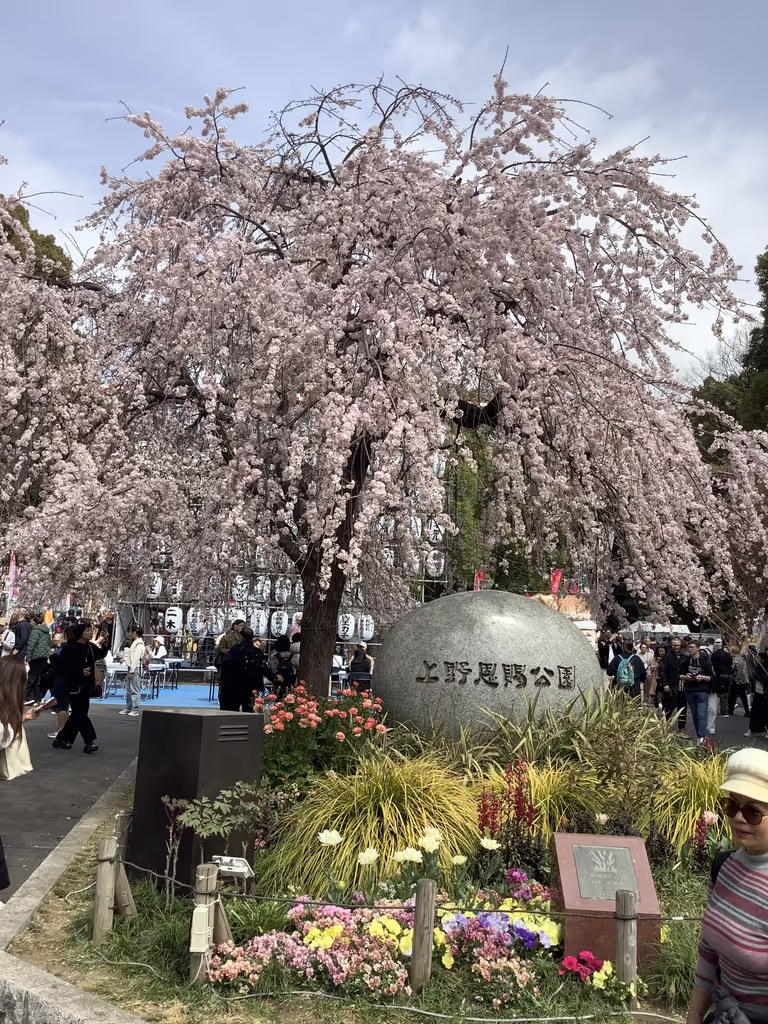 Tokyo Private Tour - Ueno Park in cherry blossom season